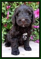 SC pups 7 wks old 140