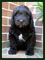 SC pups 8 wks old 40