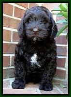 SC pups 8 wks old 50