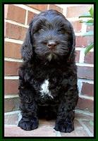 SC pups 8 wks old 60
