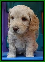 SC pups 5 wks old 210