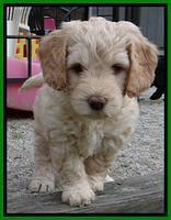 SC pups 6 wks old 31