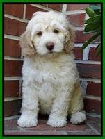 SC pups 8 wks old 20
