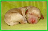  SC pups one day old 41