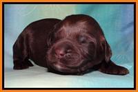 SC pups 1 wk old 241