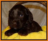 SC pups 4 wks old 311