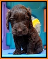 SC pups 5 wks old 220