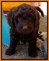 SC pups 6 wks old 141