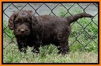SC pups 6 wks old 161