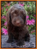 SC pups 7 wks old 310