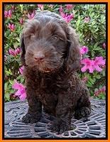 SC pups 7 wks old 320