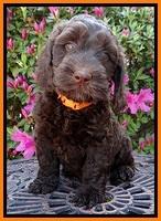 SC pups 7 wks old 330