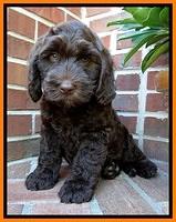 SC pups 8 wks old 90