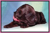 SC pups 1 wk old 171