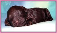 SC pups 1 wk old 181