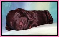 SC pups 1 wk old 191