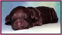 SC pups 1 wk old 201