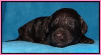 SC pups 2 wks old 351