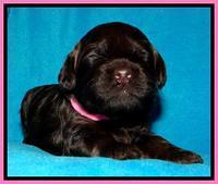 SC pups 2 wks old 361