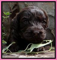 SC pups 3 wks old 241