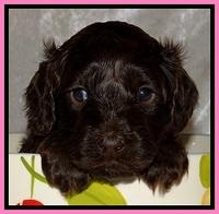 SC pups 4 wks old 81