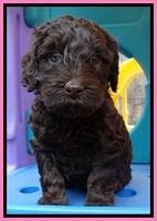 SC pups 5 wks old 60
