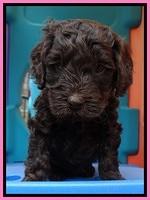 SC pups 5 wks old 90