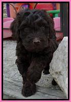 SC pups 6 wks old 471
