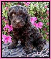SC pups 7 wks old 190