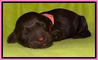  SC pups one day old 111