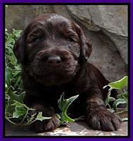 SC pups 3 wks old 271