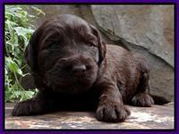 SC pups 3 wks old 291