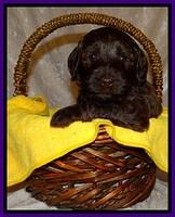 SC pups 4 wks old 211