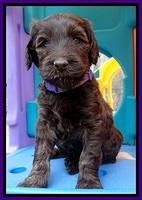 SC pups 5 wks old 110
