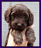 SC pups 6 wks old 231