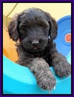 SC pups 6 wks old 241