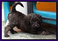 SC pups 6 wks old 251