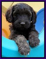 SC pups 6 wks old 261