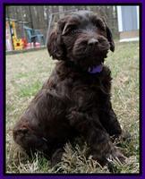 SC pups 6 wks old 281