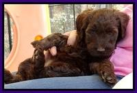 SC pups 6 wks old 301