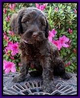 SC pups 7 wks old 90