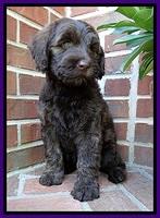 SC pups 8 wks old 110