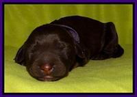  SC pups one day old 71