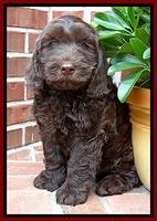 SC  pups 8 wks old 172