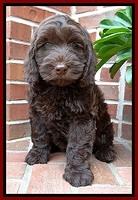 SC  pups 8 wks old 192