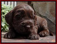 SC pups 3 wks old 331