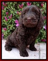 SC pups 7 wks old 10