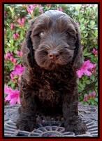 SC pups 7 wks old 30