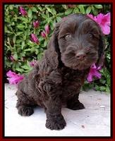 SC pups 7 wks old 40