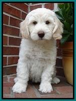 SC  pups 8 wks old 62